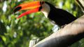 Toucan 2 - Natural Habitat Video