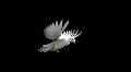 White Dove in Flight
