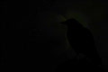 video clip 857687