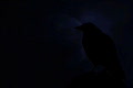 video clip 857703