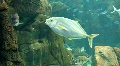 Underwater Madeira 4793e (5/5) Video