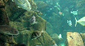 Underwater Madeira 4793a (1/5) Video