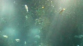 Underwater Madeira 4795f (6/7) Video