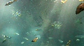 Underwater Madeira 4795b (2/7) Video