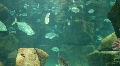 Underwater Madeira 4796c (3/3) Video