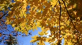 Beautiful autumn Video