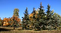 Beautiful autumn Video