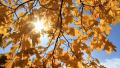 Beautiful autumn Video