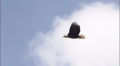 Bald Eagle in Flight 7
