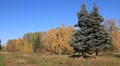Beautiful autumn Video