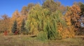 Beautiful autumn Video