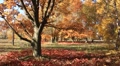 Golden autumn Video