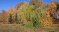 Beautiful autumn Video