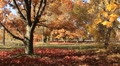 Golden autumn Video