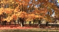 Golden autumn Video