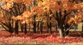 Golden autumn Video