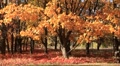 Golden autumn Video