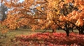 Golden autumn Video