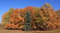 Golden autumn Video