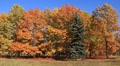 Golden autumn Video