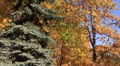 Golden autumn Video