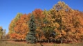 Golden autumn Video