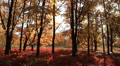 Golden autumn Video