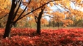 Golden autumn Video