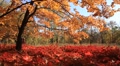 Golden autumn Video