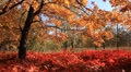Golden autumn Video