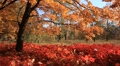 video clip 888431