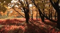 Golden autumn Video