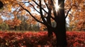 Golden autumn Video