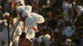 Cotton Produce