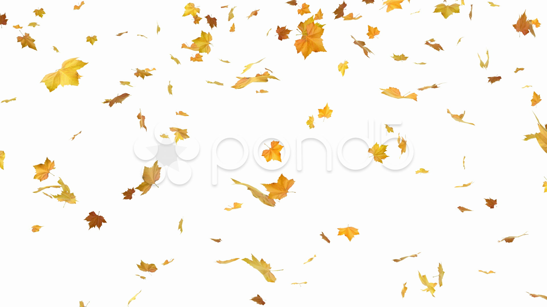 autumn leaves animated clipart - photo #11
