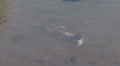 video clip 948225