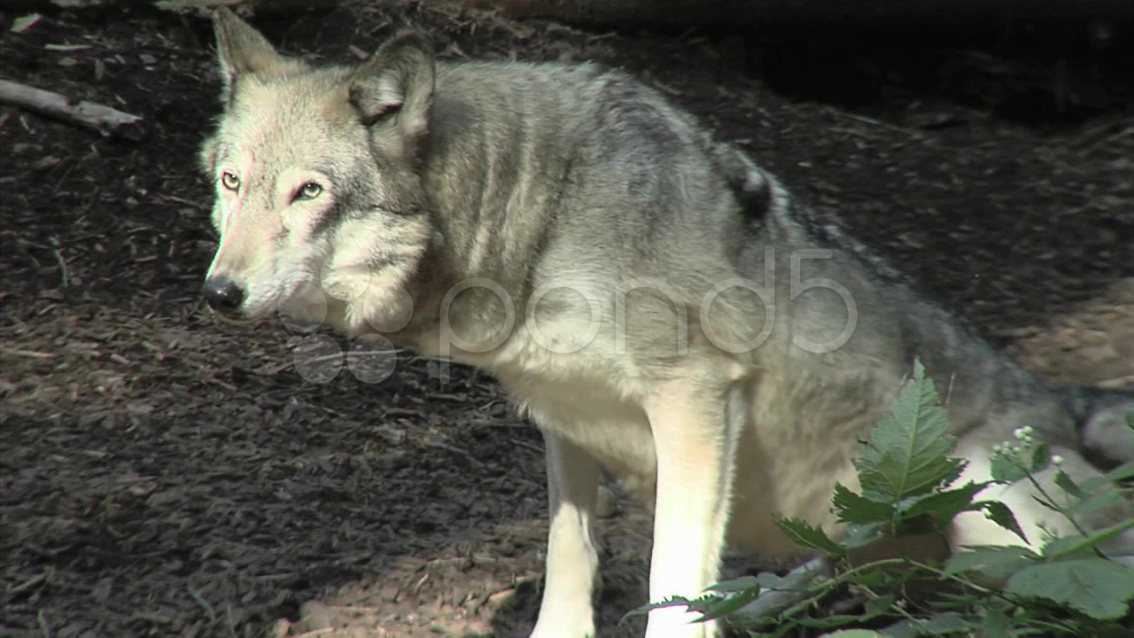 Wolf Marking Territory videos 948493 HD Stock Footage