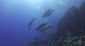 101109 Pod of bottlenose dolphins