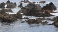 Reef 4756b Video