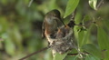Feeding Hummingbird babies -08