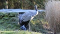 Crane 5932 Video