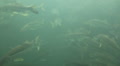 video clip 1038089