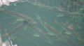 video clip 1038109