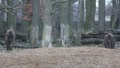 video clip 1038833