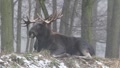 video clip 1086071