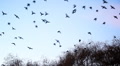 Birds flying away