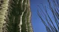 video clip 1099179