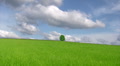 Single lone tree Video