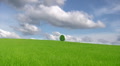 Lonely tree Video