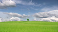 Single lonely tree Video
